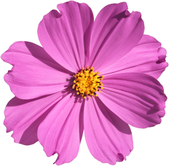 Pink Cosmos flower